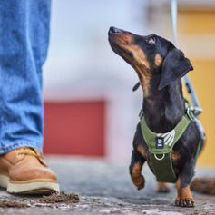 Harnais anti-traction en Y Hurtta Seeker pour chien poignée et anneau