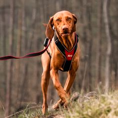 JK9®Speed Julius-K9 Canicross Y Harness