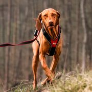 JK9®Speed Julius-K9 Canicross Y Harness