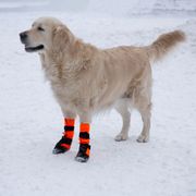 Pair of SULO high-top, waterproof, non-slip dog boots
