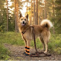 Arctic Wolf POWER stretch dog leash 236-278 cm black and orange