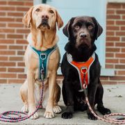 Hurtta Venture No-Pull Harness Y-ring Front